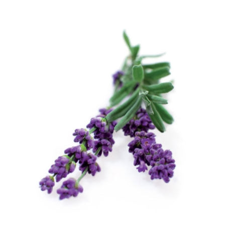 lavender flower capsules Click and Grow Lavender Capsules