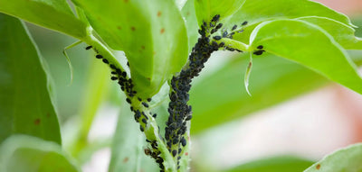 Lotta Biologica: Difendi le Piante Senza Veleni