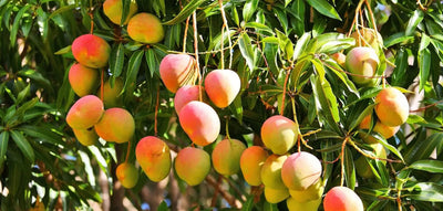 Banano, Avocado e Mango: È Possibile Coltivarli in Italia?