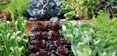 Autunno in giardino: lavori e semine da non perdere