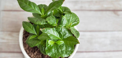 Coltivare una Pianta del Caffè in Casa: Sfida o Realtà?