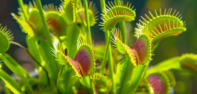 Piante Carnivore: Come Curarle e Dove Posizionarle
