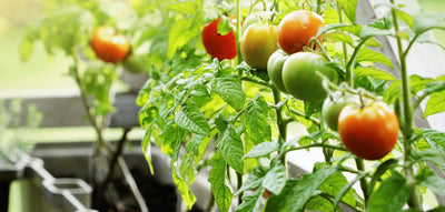 Coltivare pomodori in casa: tutti i segreti del successo
