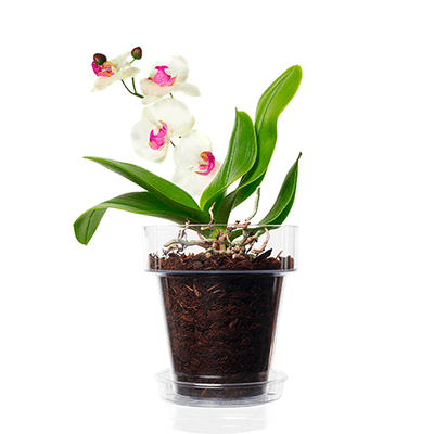 Coltivazione - Orchidee