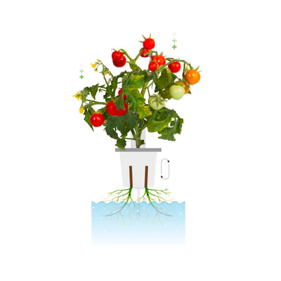 Click & Grow Vasetti per piante