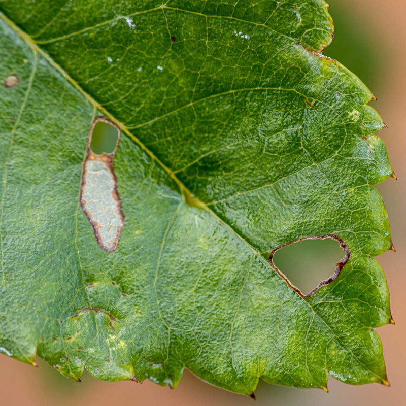 Flortis naturae estratto timo contro acari