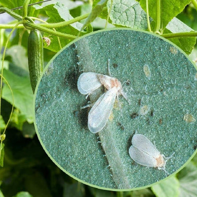 Flortis naturae estratto ortica contro afidi