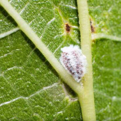 Flortis Naturae olio di pino contro cocciniglia