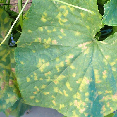 Flortis Naturae contro peronospora