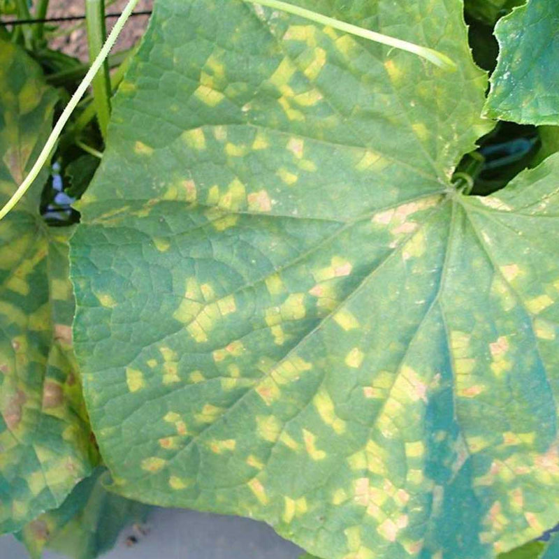 Flortis Naturae contro peronospora