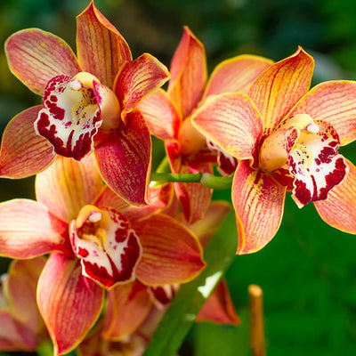 Terriccio per Orchidee Cymbidium - Sacco da 2 Litri
