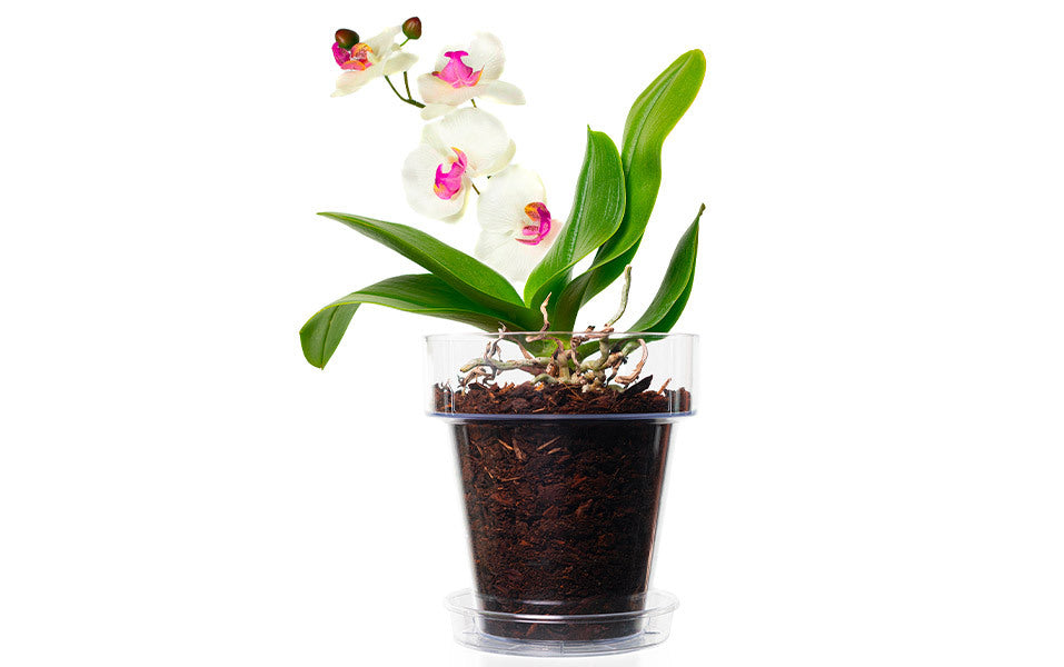 kit rinvaso orchidee