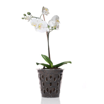 Vaso per orchidee Kalapanta trasparente con microfori e fondo rialzato