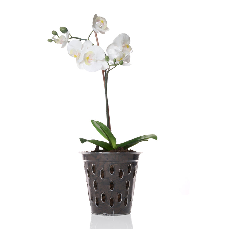 Transparent Kalapanta orchid pot with micro-holes and raised bottom