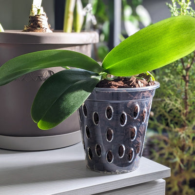 Transparent Kalapanta orchid pot with micro-holes and raised bottom
