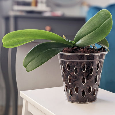 Transparent Kalapanta orchid pot with micro-holes and raised bottom