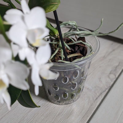 Transparent Kalapanta orchid pot with micro-holes and raised bottom