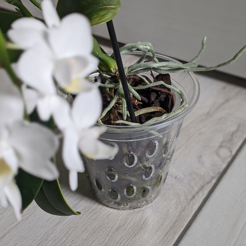 Vaso per orchidee Kalapanta trasparente con microfori e fondo rialzato