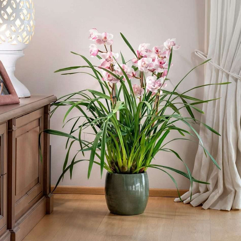 Kalapanta - Terriccio Orchidee Cymbidium P-MAX - Sacco da 2 Litri