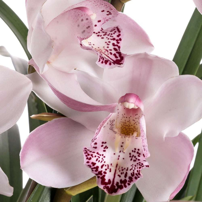 Kalapanta - Terriccio Orchidee Cymbidium P-MAX - Sacco da 2 Litri