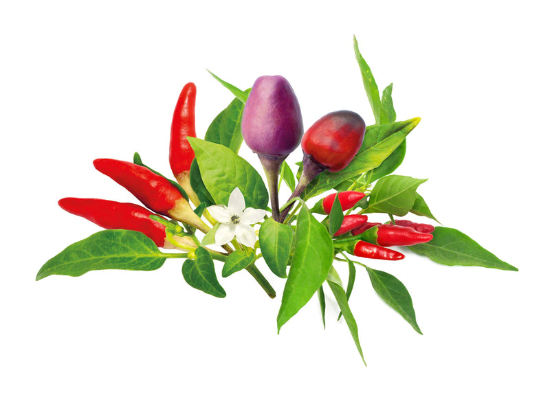 Click and Grow Chilli Mix Capsules - Pack of 9 pieces 