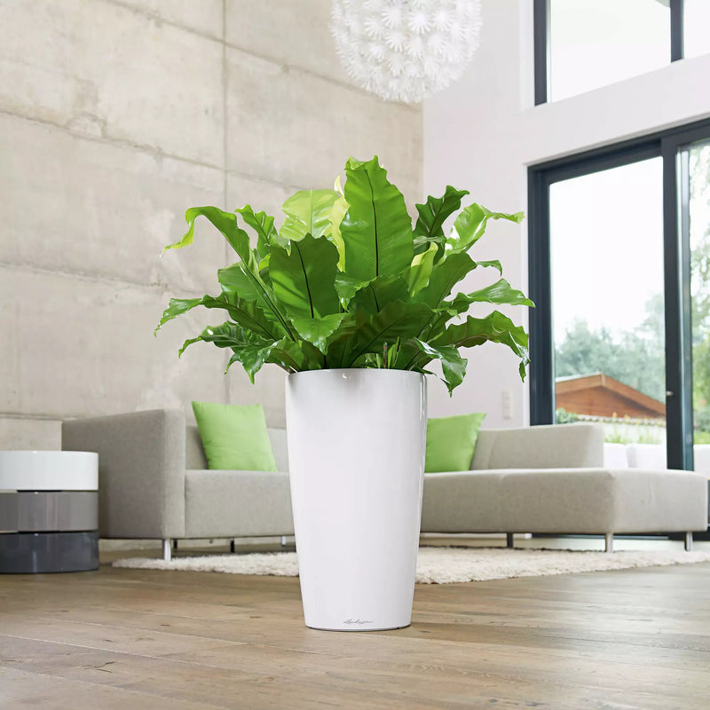 Lechuza - RONDO Premium Pot with integrated self-watering system