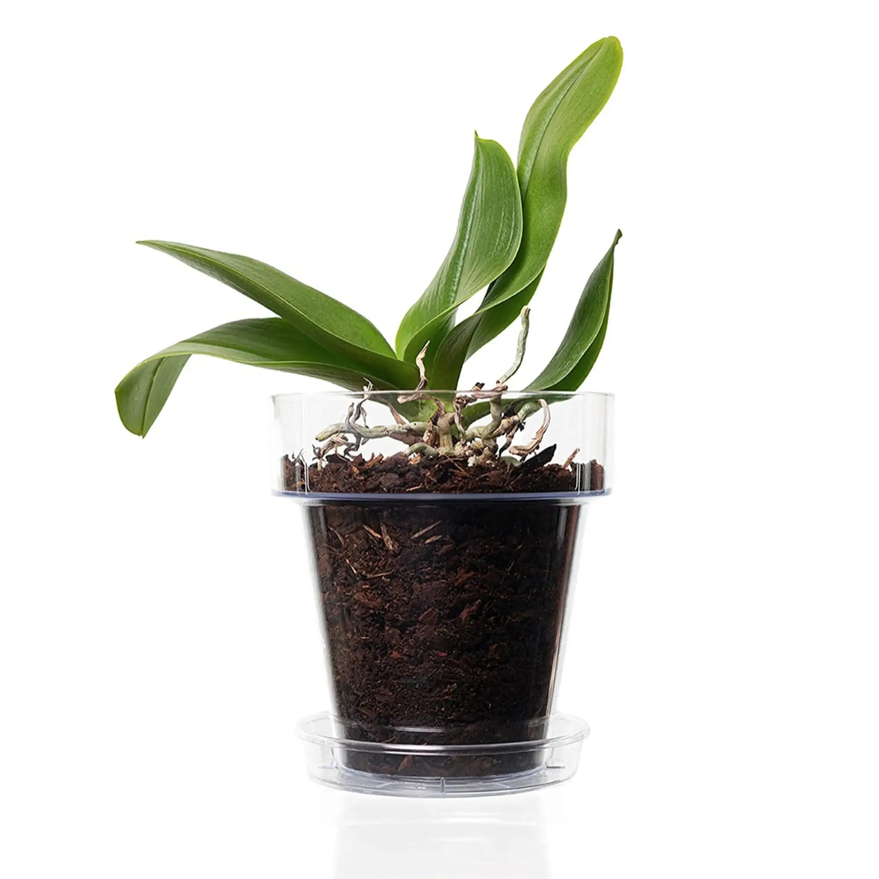 ORCHIDEA TWIN Vaso Per Orchidee Autoirrigante E Indicatore Di Livello Dell'acqua Di Santino Dimensioni 1 3l Colore Viola 88852301 ORCHIDEA TWIN Vaso Per Orchidee Autoirrigante E Indicatore Di Livello Dell'acqua Di Santino Dimensioni 1 3l Colore Viola 88852301