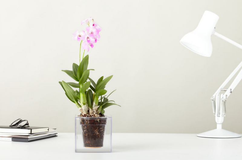 Boskke Vaso Cube Small - esempio