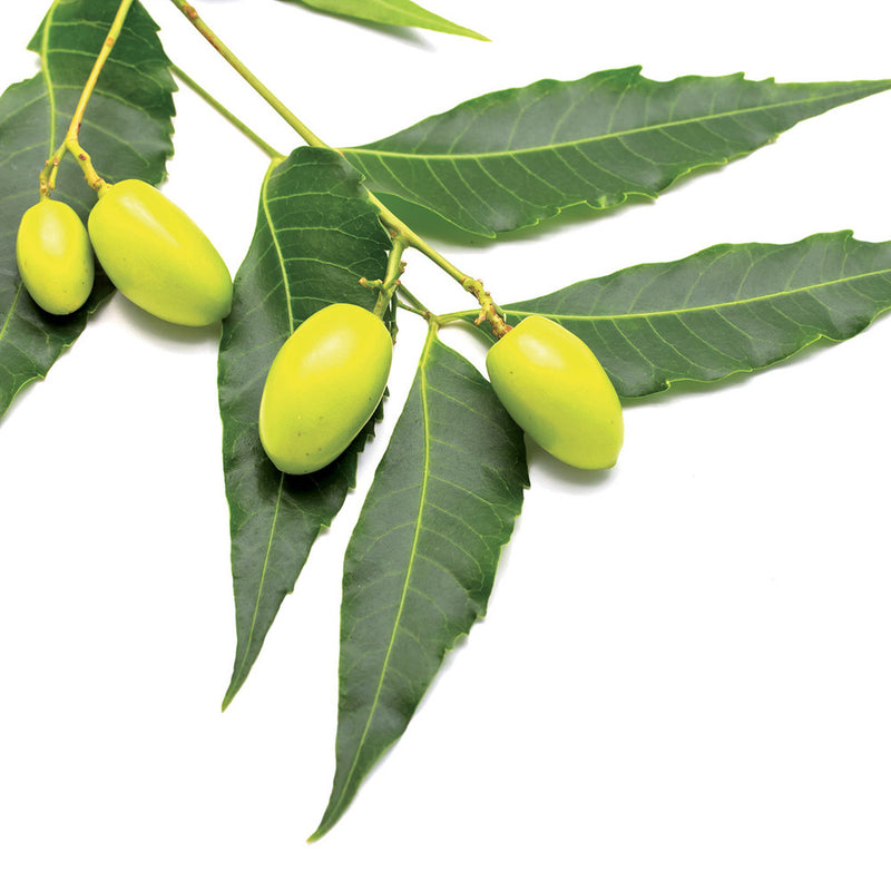 Flortis - Concime biologico con azione disabituante insetti del terreno - 1500g
