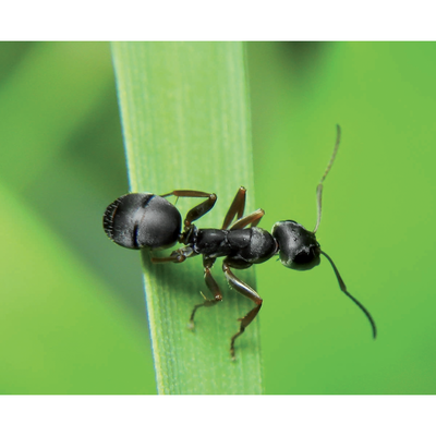 Flortis - Disabituante microgranulare formiche - 1000ml