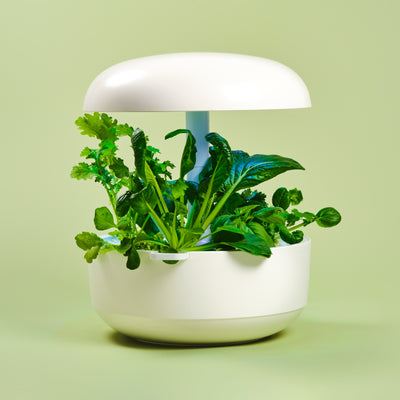 Capsule Confezione Multipla Asian Herbs per Plantui Smart Garden - Confezione da 18 pezzi