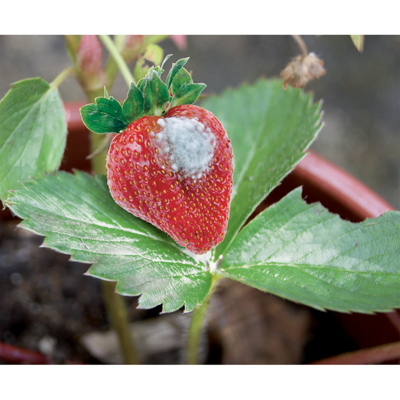 Flortis Eco Gel di Silice - Corroborante per la difesa delle piante