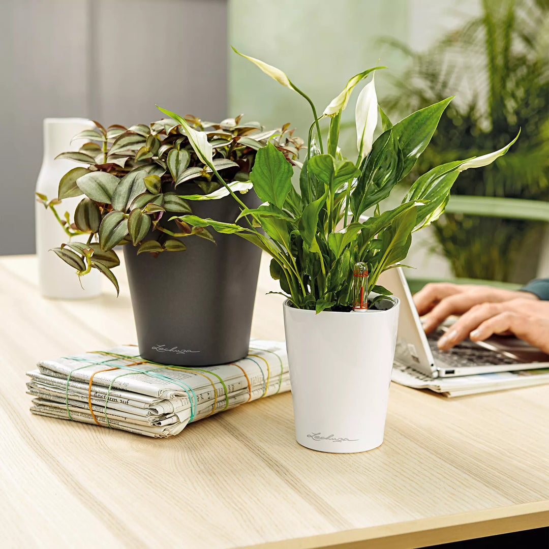 Vaso LECHUZA CLASSICO Color 14 Bianco – 15x13,5 Cm, Con Sistema Di Irrigazione E Indicatore Acqua - 4