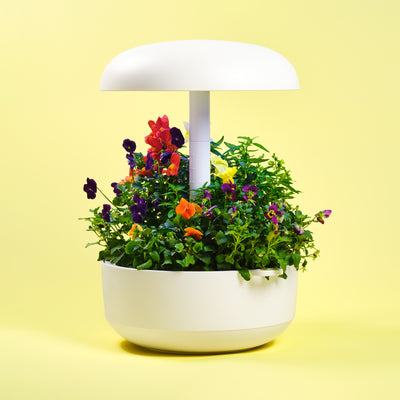 Capsule Confezione Multipla Fiori Edibili Plantui - Confezione da 18 pezzi