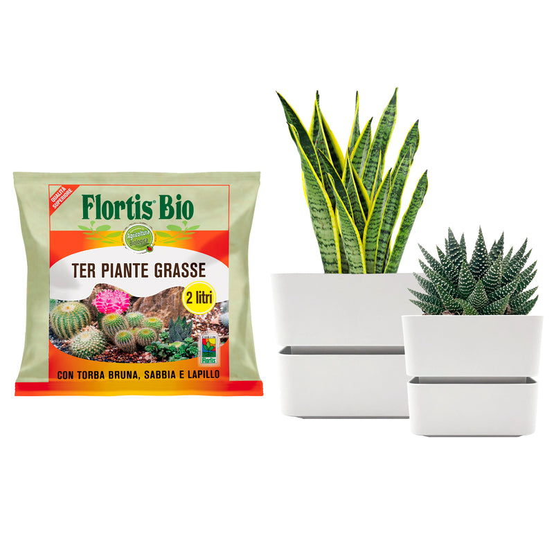 Kalapanta kit for repotting succulent plants with professional organic soil