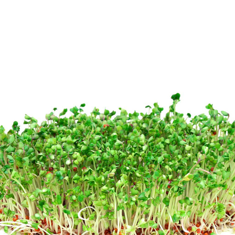 Micro ortaggi Broccoli - Coltivabili con il vassoio Micogreens per Smart Garden Plantui 6
