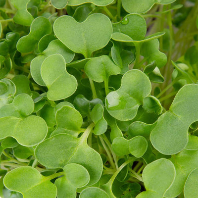 Micro ortaggi Broccoli - Coltivabili con il vassoio Micogreens per Smart Garden Plantui 6