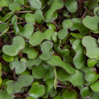 Micro ortaggi Cavolo Rosso - Coltivabili con il vassoio Micogreens per Smart Garden Plantui 6