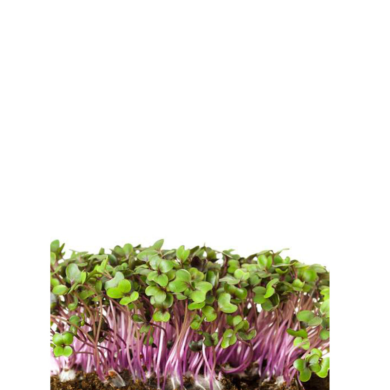 Micro ortaggi Cavolo Rosso - Coltivabili con il vassoio Micogreens per Smart Garden Plantui 6