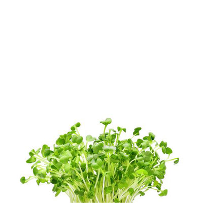 Pak Choi Microgreens - Growable with Microgreens Tray for Smart Garden Plantui 6