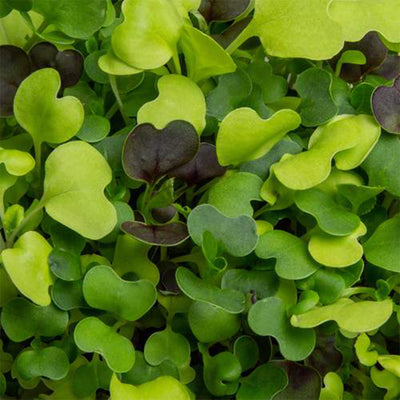 Pak Choi Microgreens - Growable with Microgreens Tray for Smart Garden Plantui 6