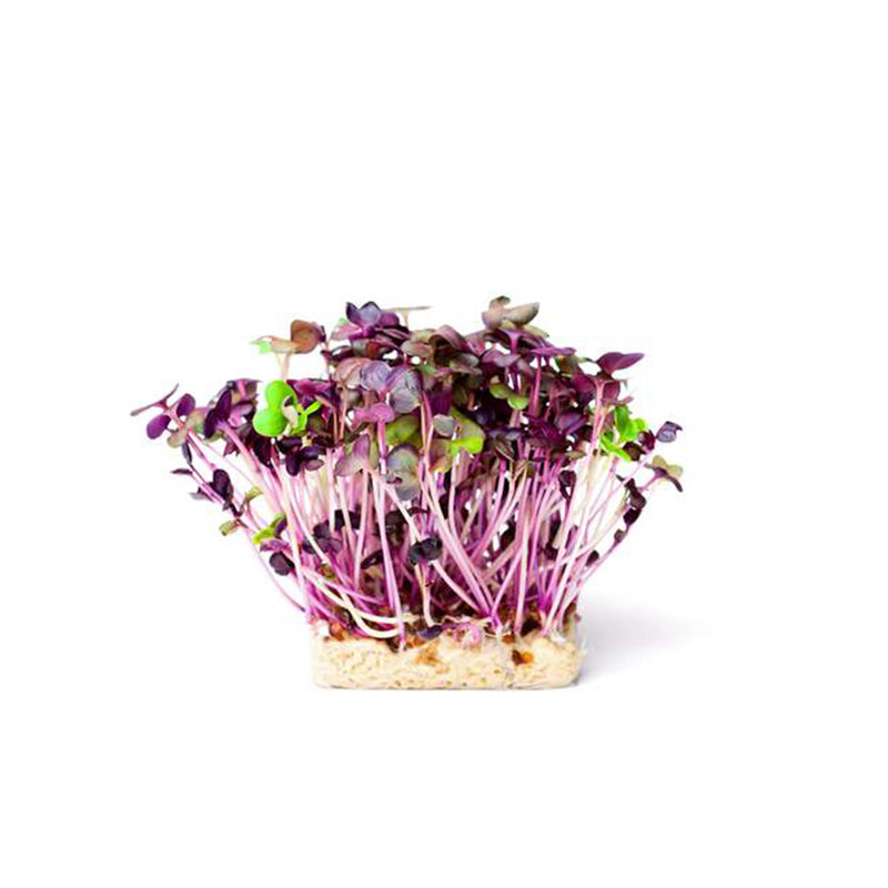 Micro ortaggi Ravanello - Coltivabili con il vassoio Microgreens per Smart Garden Plantui 6