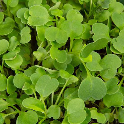 Micro ortaggi Rucola - Coltivabili con il vassoio Microgreens per Smart Garden Plantui 6