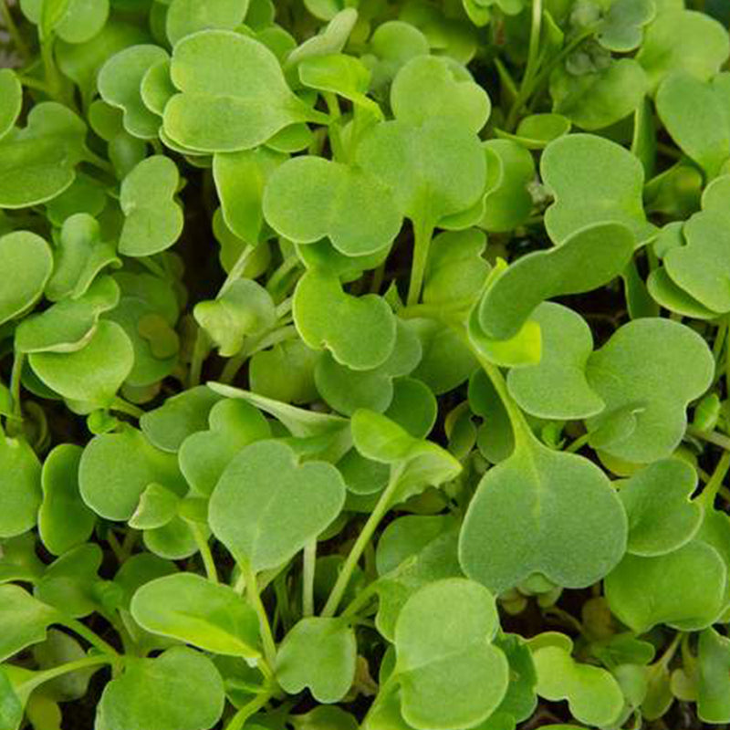 Micro ortaggi Rucola - Coltivabili con il vassoio Microgreens per Smart Garden Plantui 6