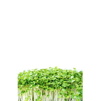 Micro ortaggi Rucola - Coltivabili con il vassoio Microgreens per Smart Garden Plantui 6