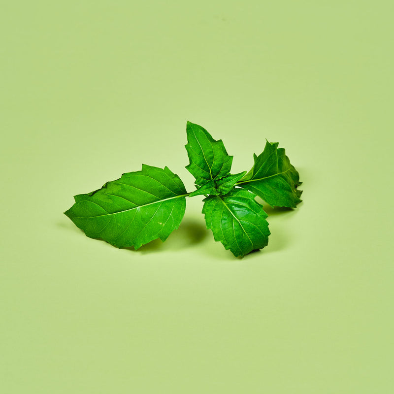 Capsule Basilico piccante Plantui - Confezione da 3 pezzi