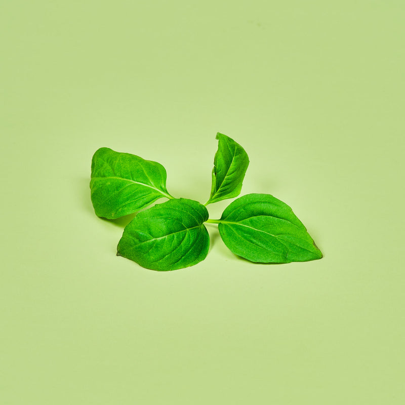 Capsule Basilico Thai Plantui - Confezione da 3 pezzi