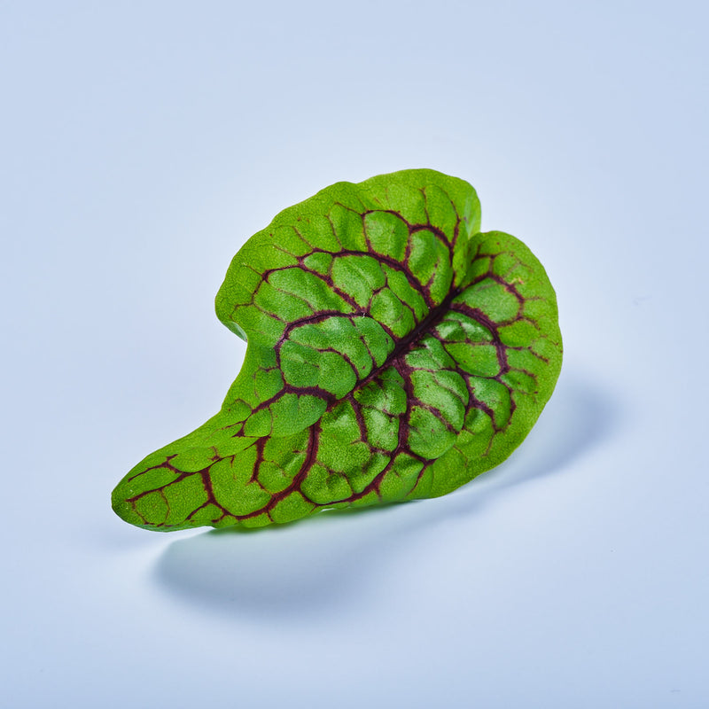 Capsule Romice Sanguineo Plantui - Confezione da 3 pezzi