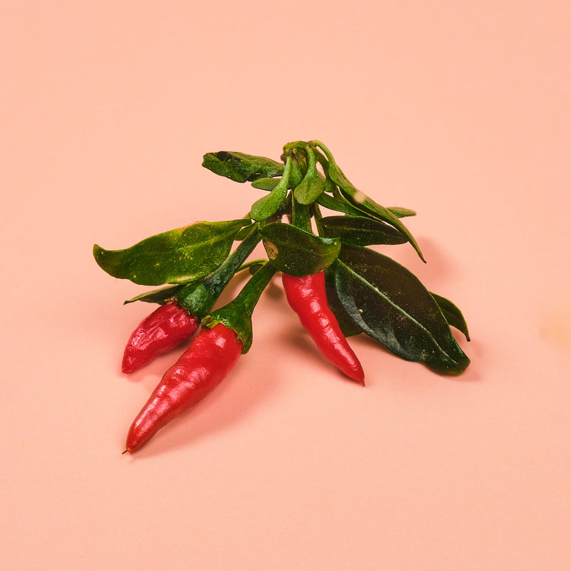 Capsule Peperoncino Rosso Piccante Plantui - Confezione da 3 pezzi