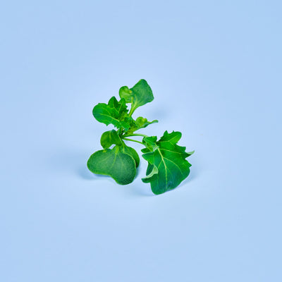Capsule Cavolo Riccio Verde Plantui - Confezione da 3 pezzi